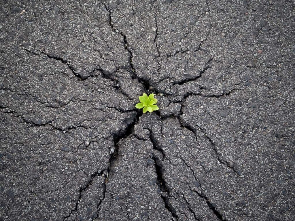 Grüner Spross wächst durch rissigen Asphalt, symbolisiert Widerstandskraft und Naturkraft gegen urbane Umgebung.